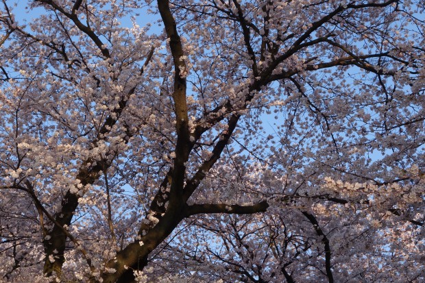 鹿川沼　桜